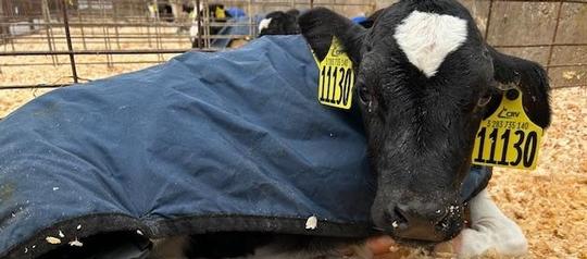 Minetto students learn about cows